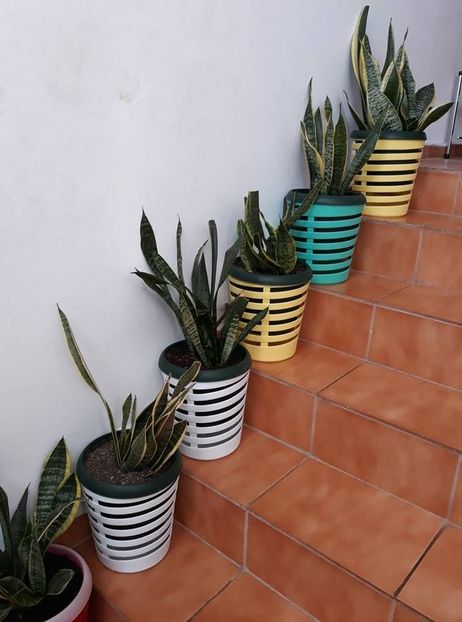  - 2019- Sansevieria