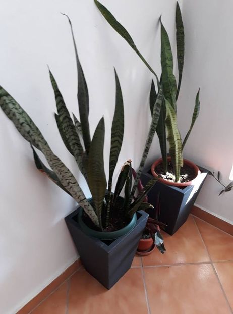  - 2019- Sansevieria