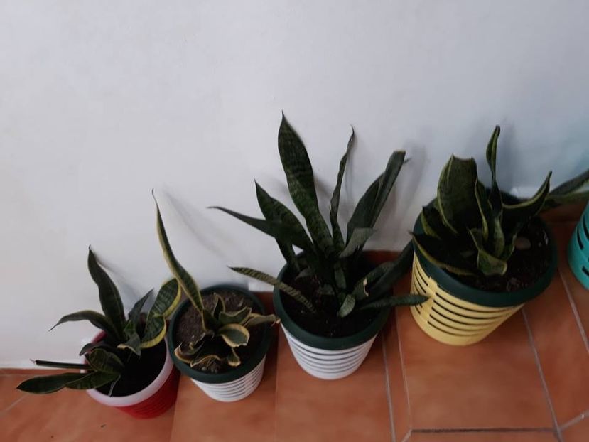  - 2019- Sansevieria