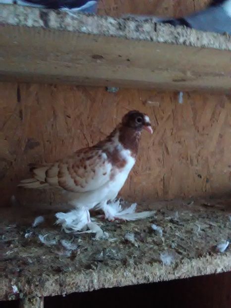 2018 - 7 JUCATORI DE BOTOSANI