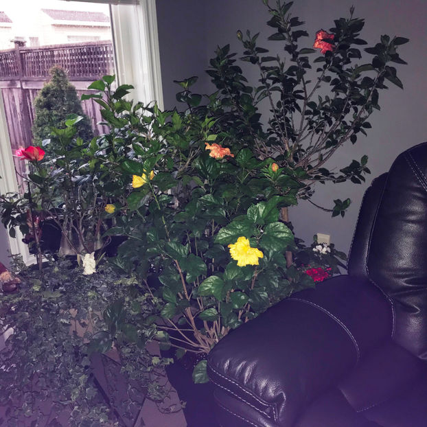  - 2018 Plante de interior