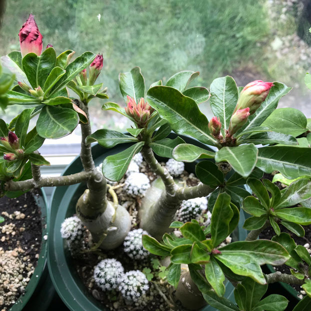  - 2018 Plante de interior