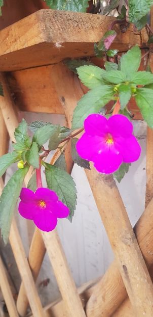 2C5C0792-5831-4601-898D-6F134CD79E39 - Achimenes 2018