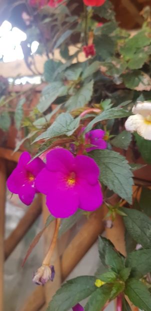 9403B632-F2BE-4357-9885-42A554D5C438 - Achimenes 2018