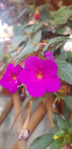 4088B3E2-62A1-4EAC-BAC7-27FB3F6279F2 - Achimenes 2018