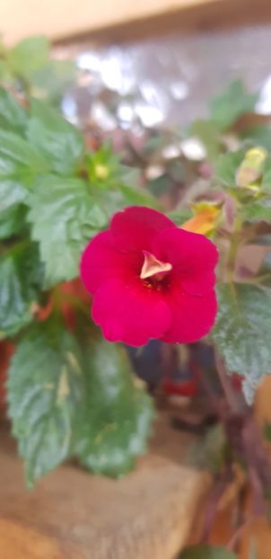 Lady Black - Achimenes 2018