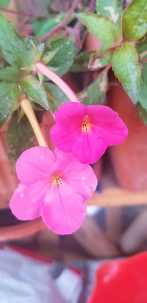 09F32C1C-E6C5-4AEA-A6E9-C3C61FC4A1FF - Achimenes 2018
