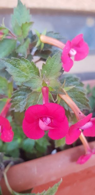 2A27258B-1345-446D-9999-6DF29D6E1803 - Achimenes 2018