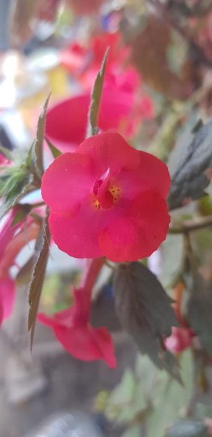 7DCC83E9-EC9F-4C24-B4D1-2891B0EDC157 - Achimenes 2018