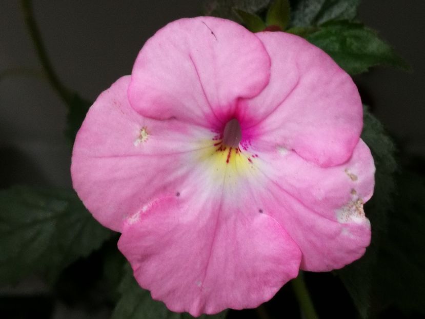  - Achimenes 2018