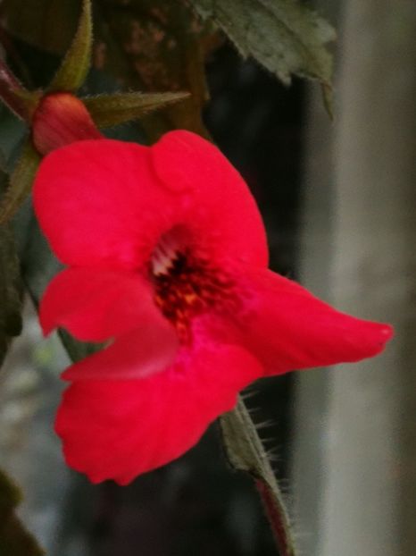  - Achimenes 2018
