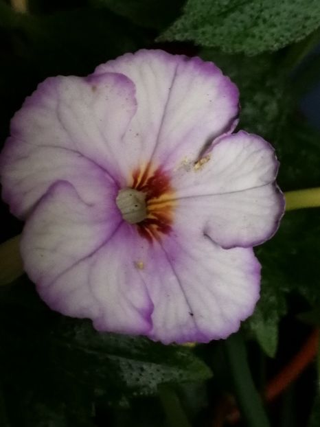  - Achimenes 2018