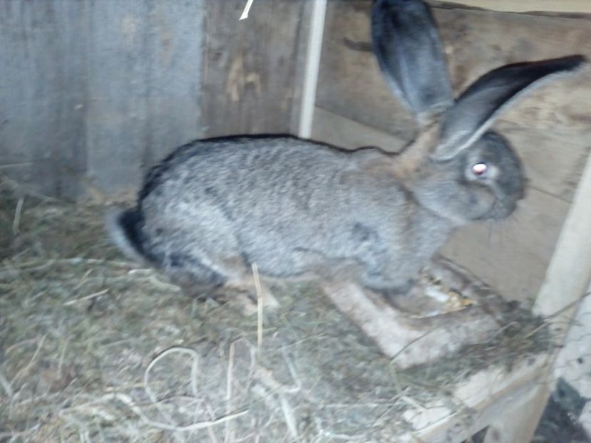  - Poze noi si vechi cu adapostul meu de urecheati