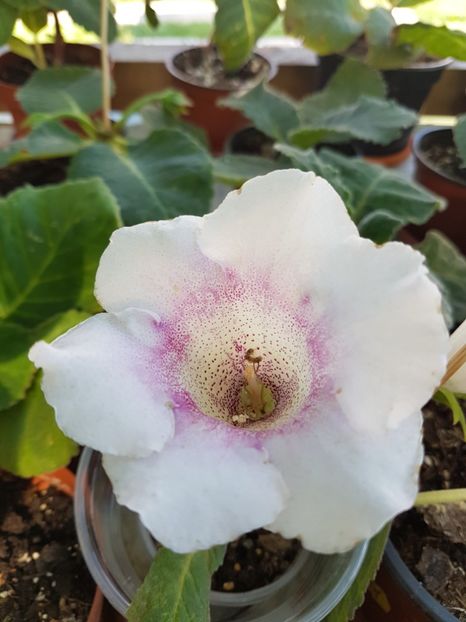  - gloxinia 2018