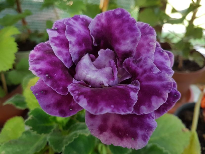 76 - gloxinia 2018