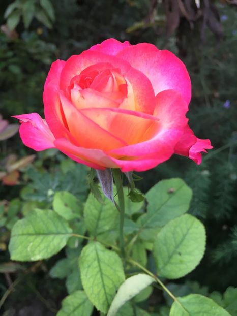 leo ferre - Trandafiri 2018 III