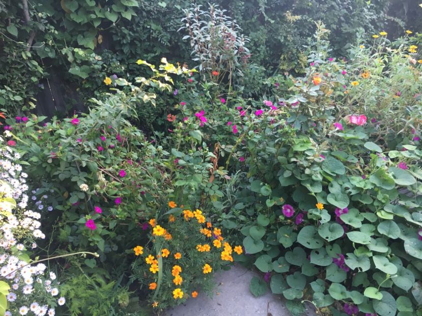 A62D835A-20A5-4849-961F-76FC91421ACF - Septembrie 2018