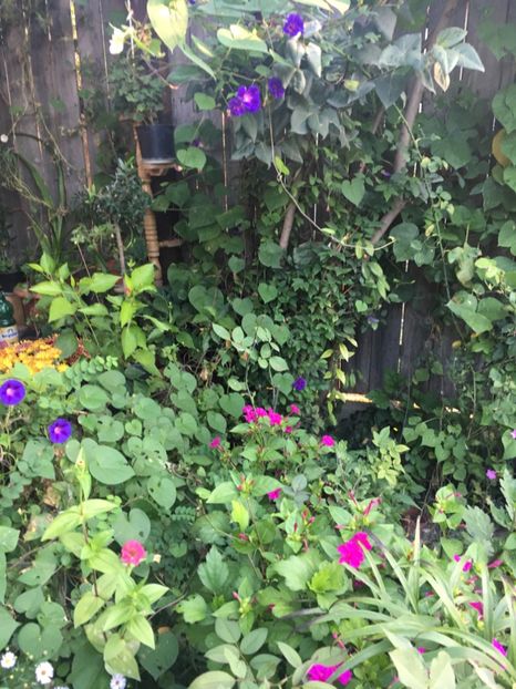 9FA2F064-8C70-4C47-9F0D-56C4ADA10F04 - Septembrie 2018