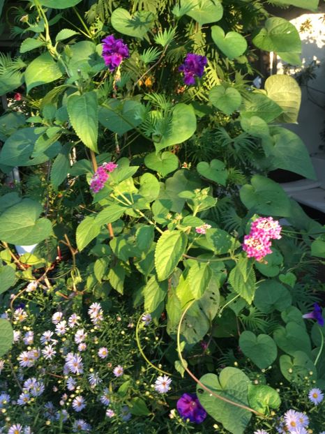 9B91DB28-3248-4691-ADB5-40E0DC506BAA - Septembrie 2018