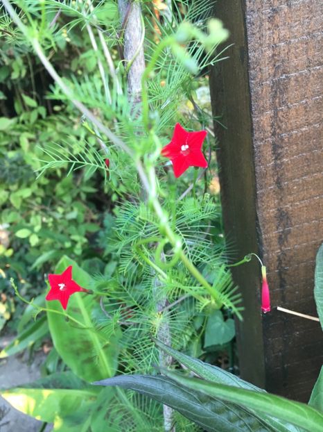 DC92FEBB-DE41-4B0E-A500-7E3CFC2CD79C - Septembrie 2018