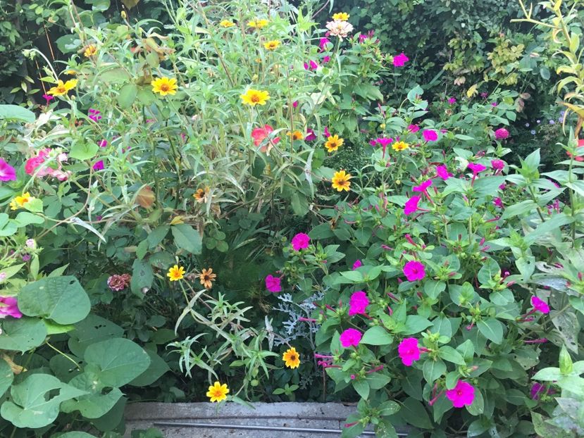 F0B484B0-32B8-4350-BA61-CF0E5B4C17C7 - Septembrie 2018