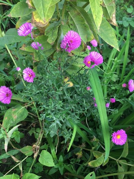 809AFE49-22B8-44A0-8037-22889C91966B - Septembrie 2018