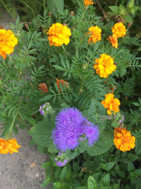 987EC15C-9531-45D8-A4C8-DEA08768D33C - Septembrie 2018