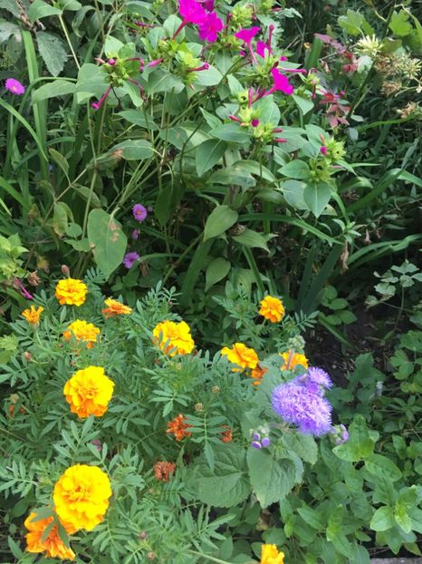 2349A135-8D98-45E5-BF08-5B7B08FCA4F7 - Septembrie 2018