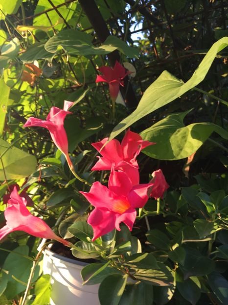 2AC1E7B4-E630-4BAC-AED7-BD57F8E564E0 - Mandeville 2018