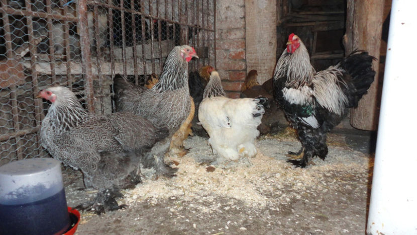 Cotetz... - Z_ Arhiva - primele pasari