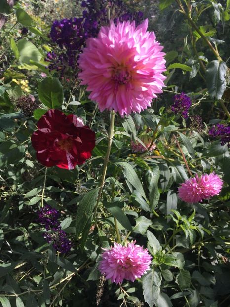 41BD22AB-6587-4B7A-A01B-63A0C622F05D - Septembrie 2018