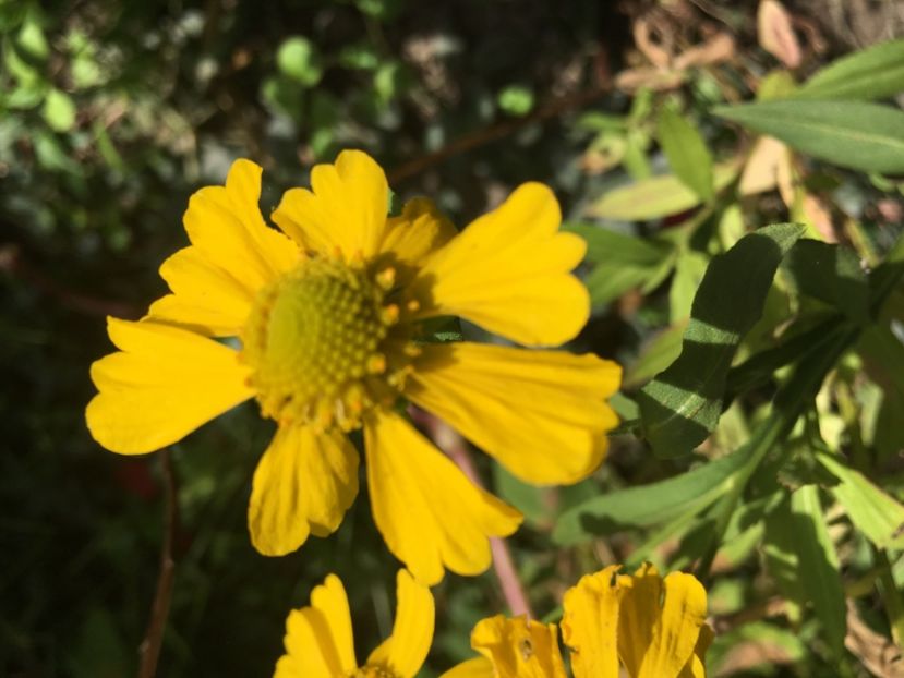 F35B3AD9-39B0-4C7B-84AF-0D9CD41BE3C2 - Septembrie 2018