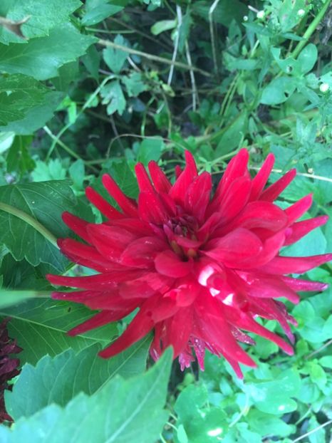 FD42AAE8-7251-45F2-AC7A-6C9FF3FB1517 - Septembrie 2018