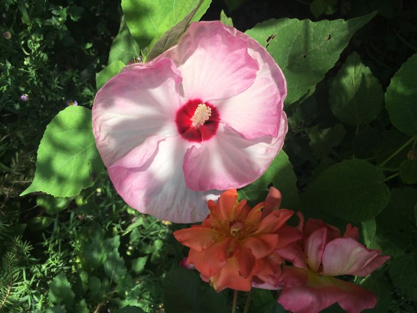 87ACA0EF-1B82-4386-91AB-B6DAC0040C07 - Septembrie 2018