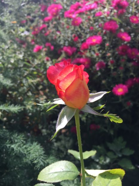 A01B224D-264D-4F60-BB24-841CA6B59577 - Septembrie 2018