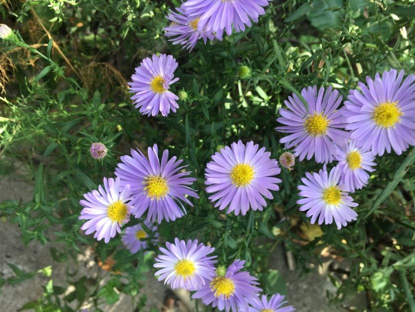 6FFBA9A1-BC61-427A-B45C-F4A55FD4E6AF - Septembrie 2018