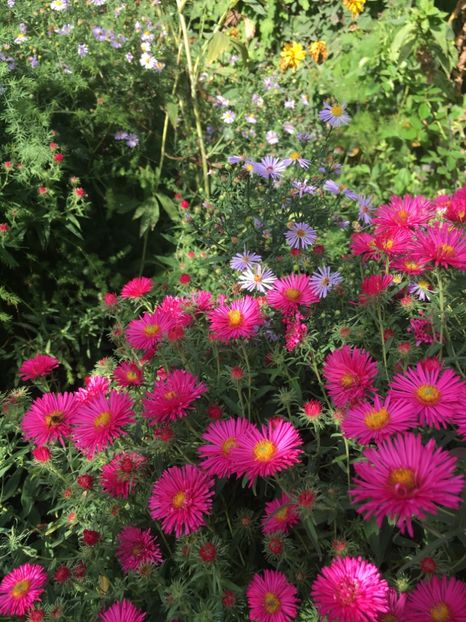 345C5DB6-B6E5-4F31-808C-D5C006F4A07C - Septembrie 2018