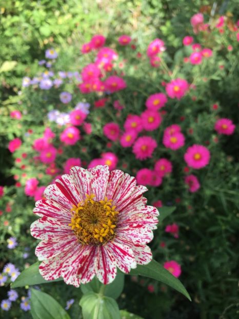 01A3DDF8-63BE-420F-9A37-2C245D54AC8F - Septembrie 2018