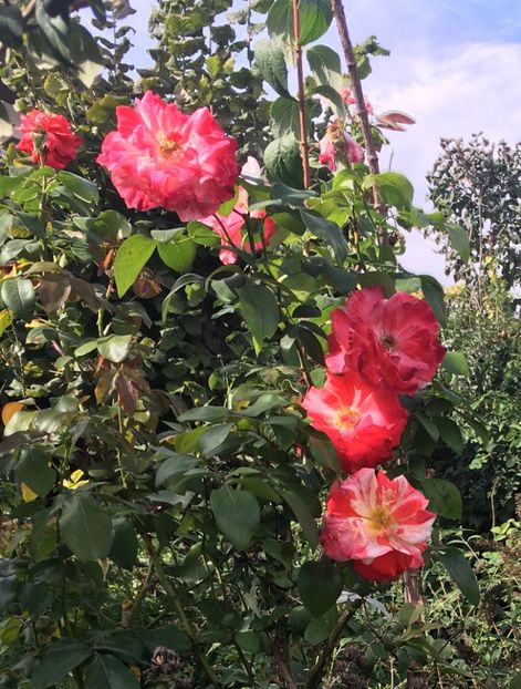 A768352C-C1DE-4FD7-98AA-A8DEF8B50251 - Septembrie 2018