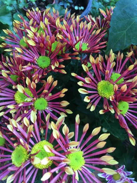 B87E9647-2E07-45FA-BD50-4AF5E810BCB0 - Crizanteme 2018