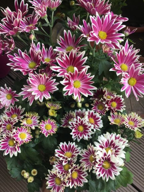 9233BBF0-7722-47B8-A790-86245F88B727 - Crizanteme 2018