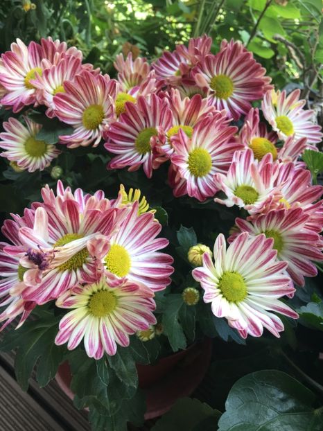 6C7C4F87-AF15-465E-869E-829D72FED7AB - Crizanteme 2018