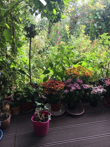 D8E2E5F7-751B-4F8D-BF9B-7448703B8145 - Crizanteme 2018