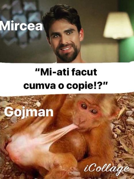  - Sezonul 4 insula iubirii - memes 1