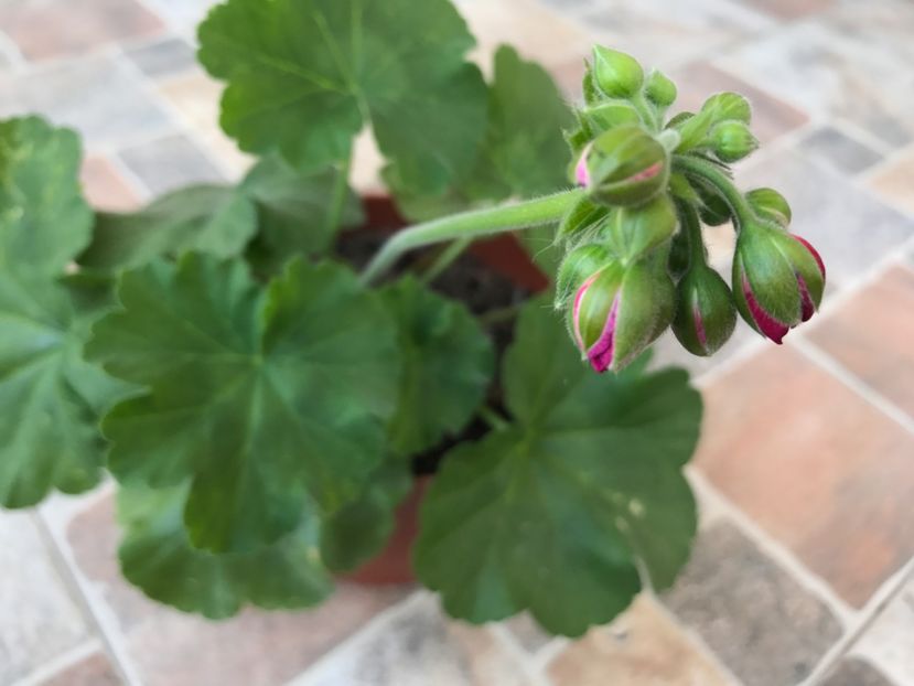 Calliope - Muscate 2018