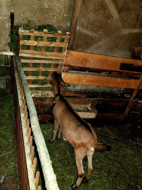 5 luni - 111 Alpina Franceza