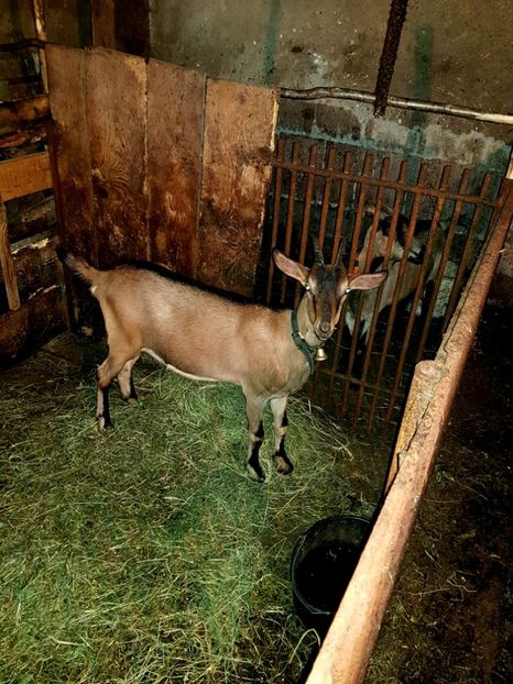 5 luni - 111 Alpina Franceza