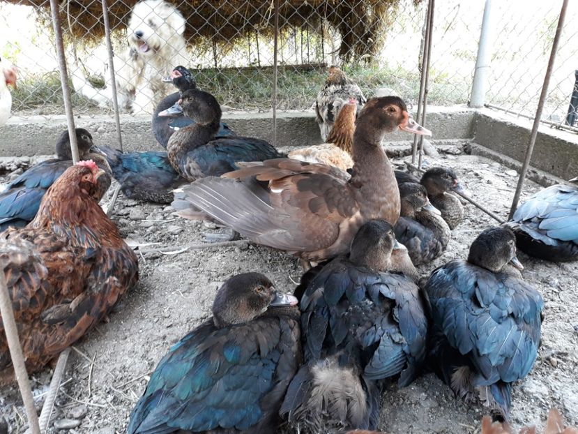  - Rate lesesti ciocolatii