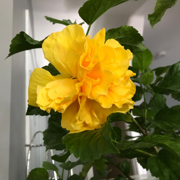  - 2018 Plante de interior