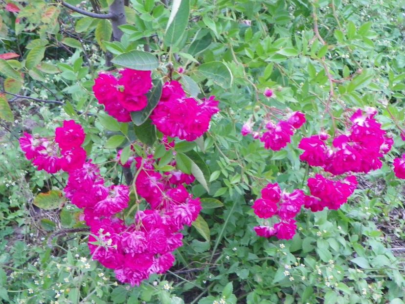 Super Excelsa - Trandafiri 2018 5